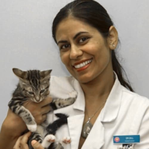 Dr. Gurjeet Gill, Oakland Veterinarian