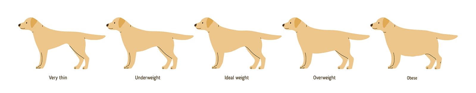 Overweight dog chart, Oakland Emergency vets